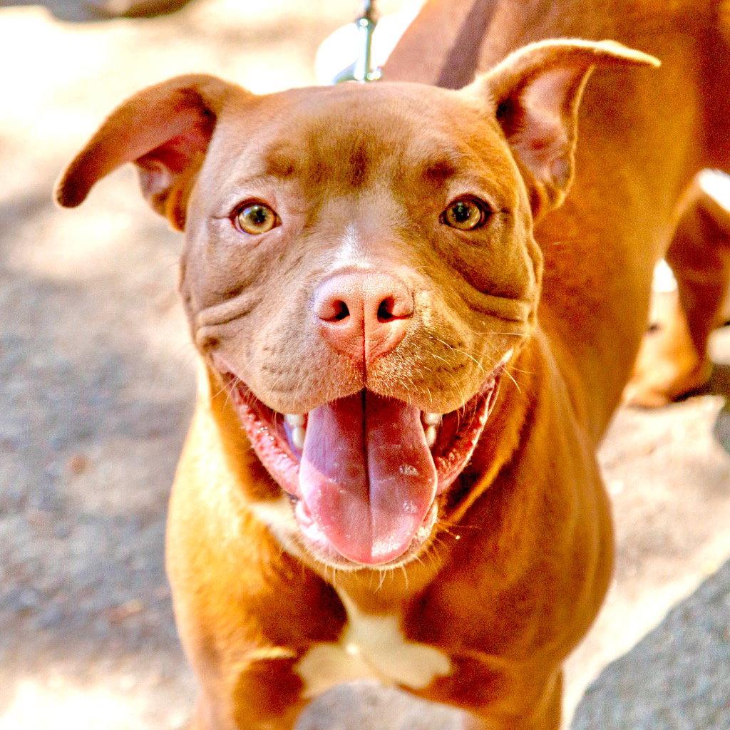 Phoebe, Adoptable, Young Female Terrier & Terrier.