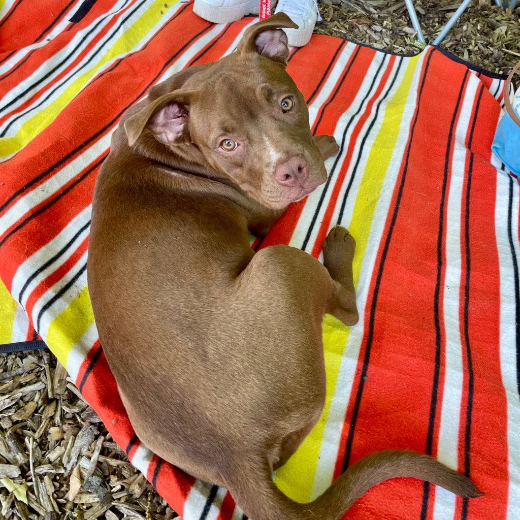 Phoebe, a Adoptable mixed breed in Bloomfield, CT image 2/3