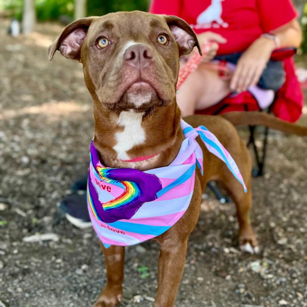 Phoebe, a Adoptable mixed breed in Bloomfield, CT image 3/3