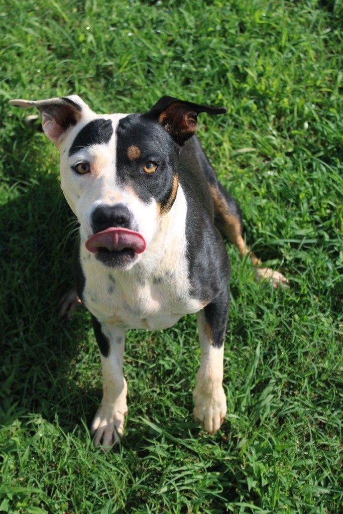 Cheesecake, ADOPTABLE, Adult Female Pit Bull Terrier.