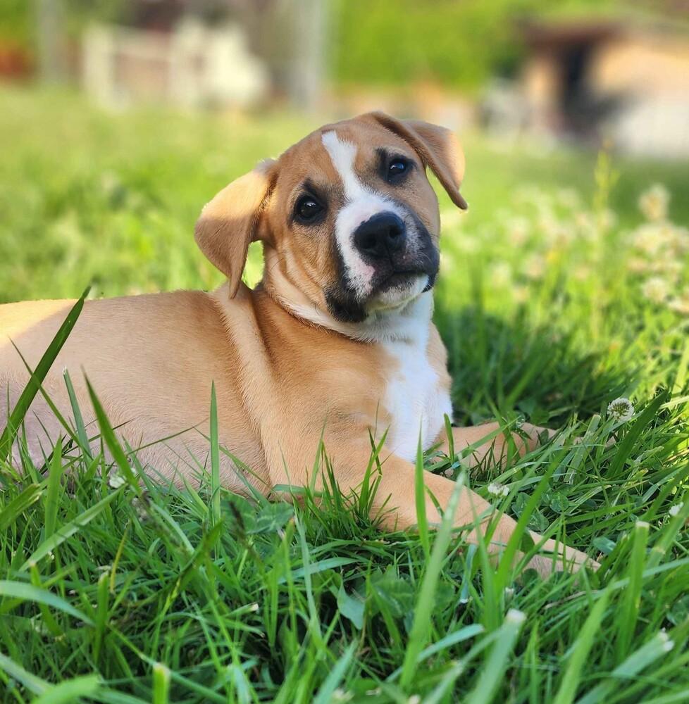 Onyx - O Litter (Purple) - AVAILABLE, a Adoptable Pit Bull Terrier in Seattle, WA image 1/3
