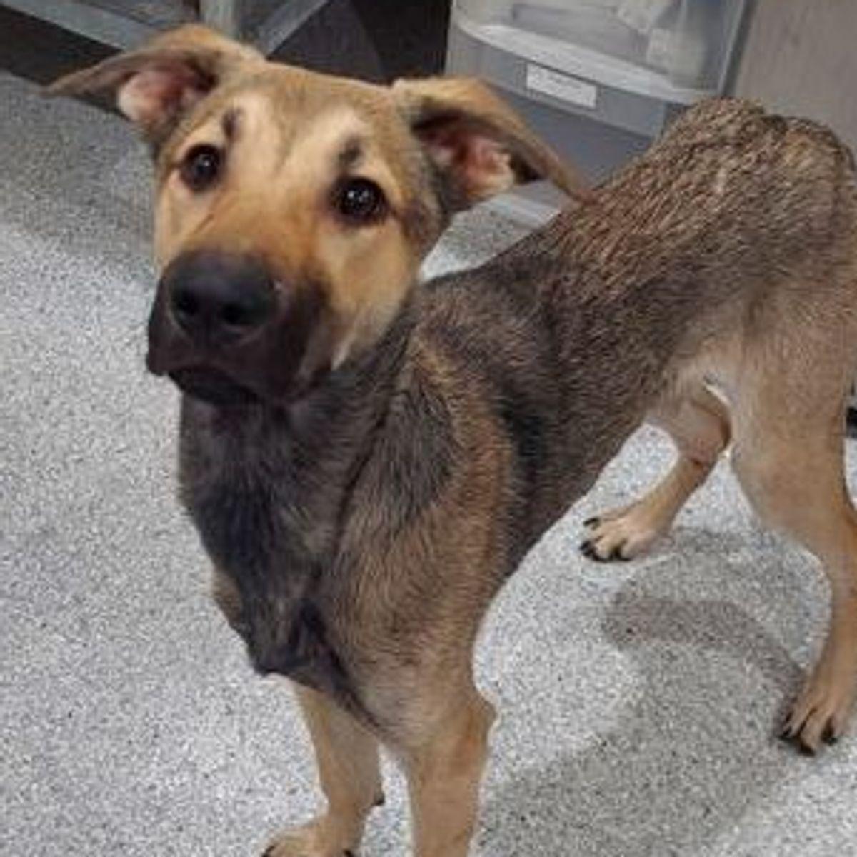 Pugsley, Adoptable, Young Male Shepherd & Belgian Shepherd / Malinois.