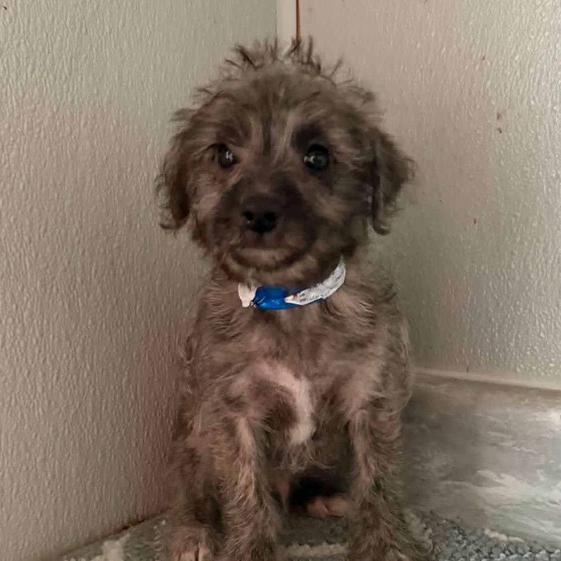 Enlarge CAIRN-POO, a ADOPTABLE mixed breed in Woodsfield, OH image 1/1