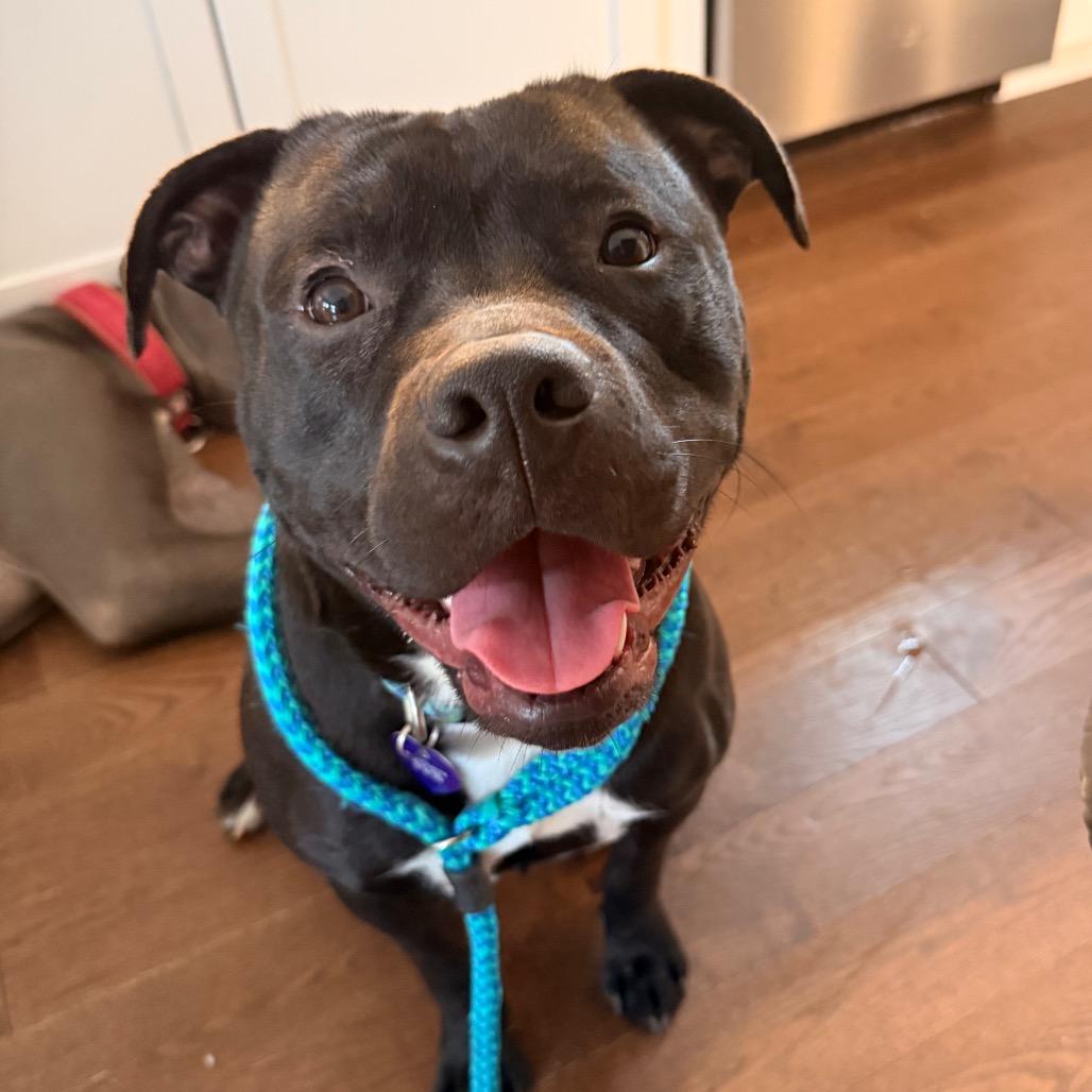 Flacco, Adoptable, Adult Male Terrier.