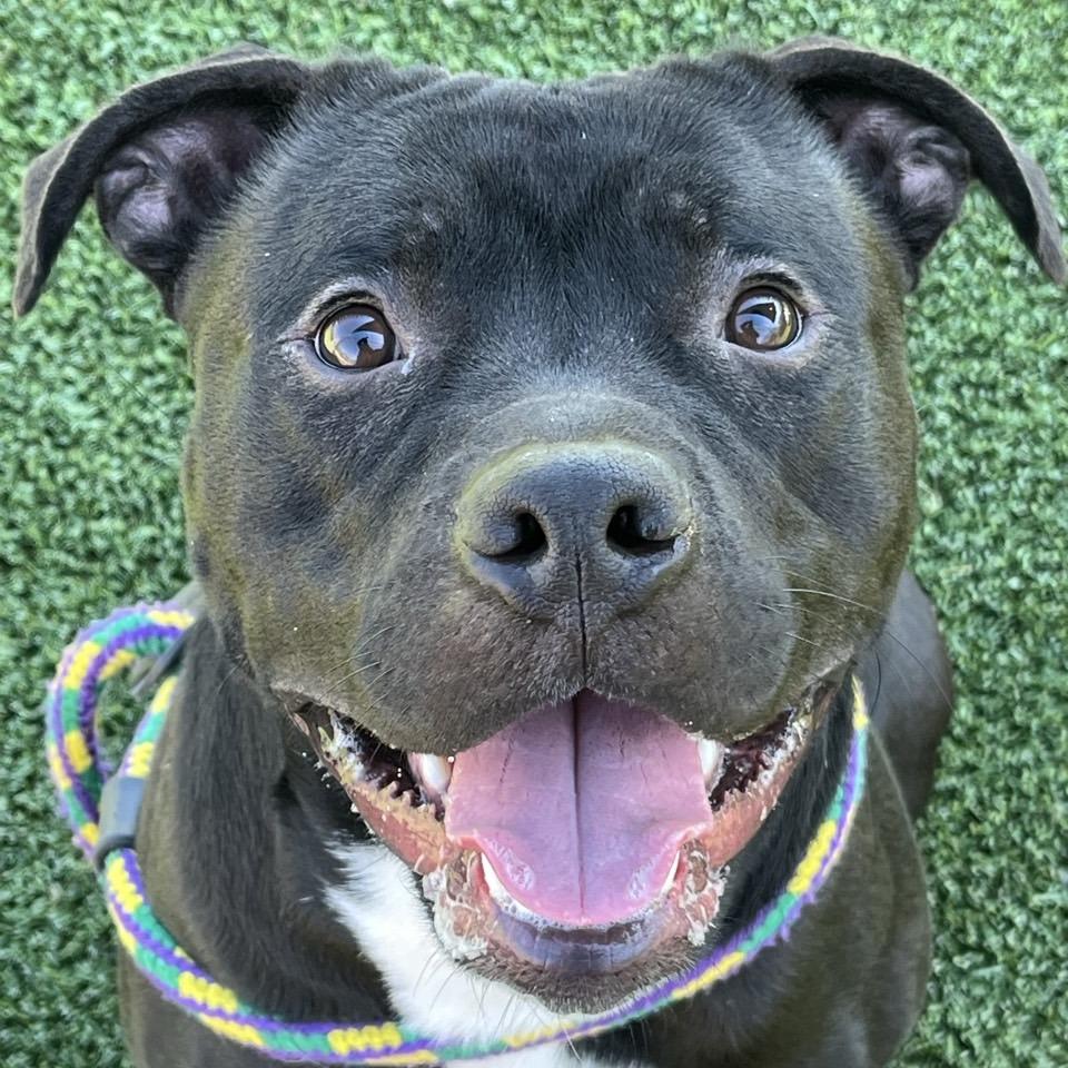 Enlarge Flacco, a Adoptable Terrier in Chattanooga, TN image 2/6