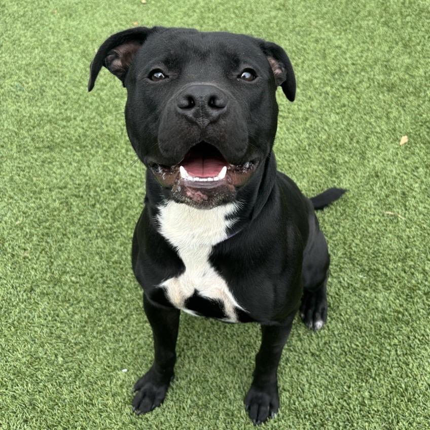 Flacco, Adoptable, Adult Male Terrier.