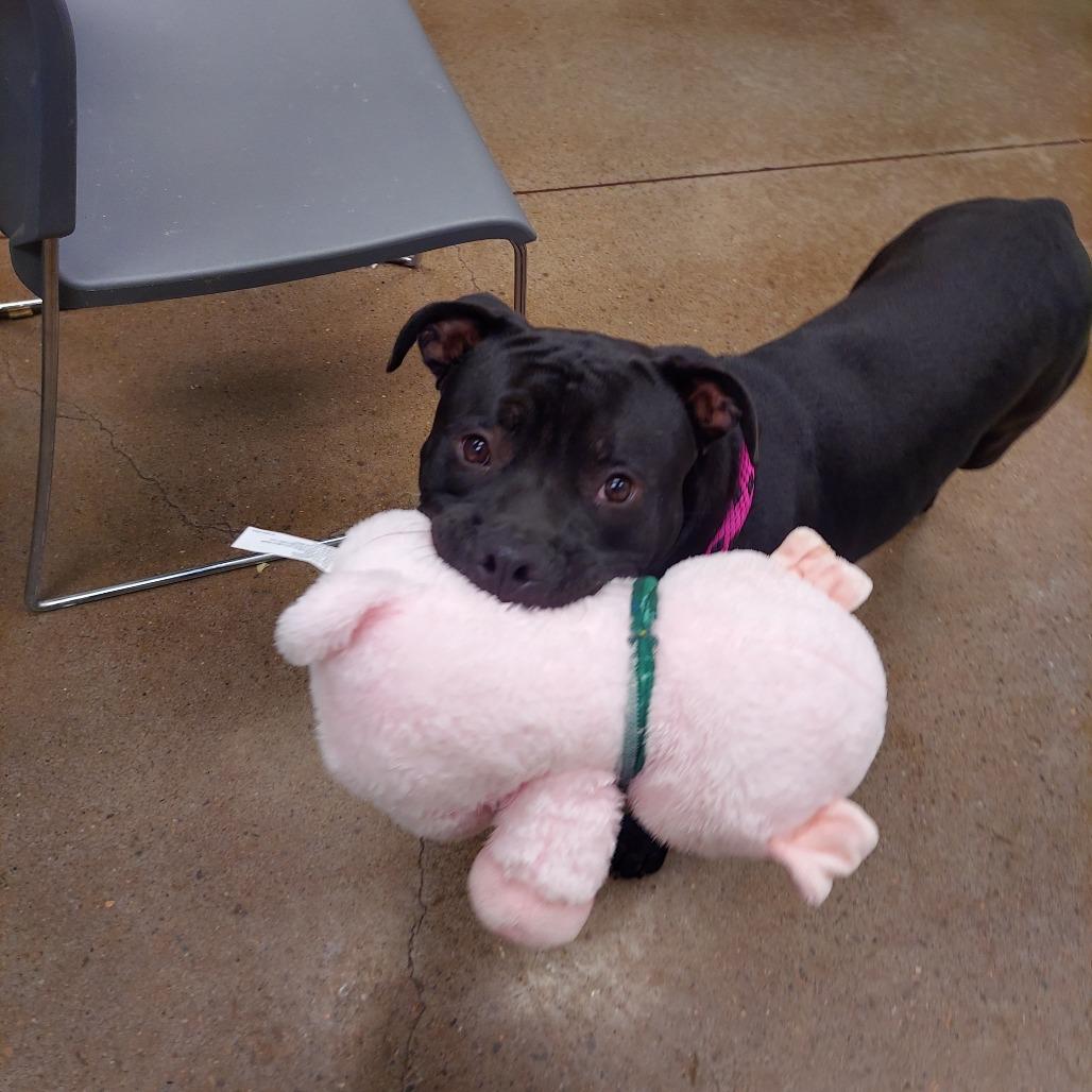 Enlarge Flacco, a Adoptable Terrier in Chattanooga, TN image 2/6