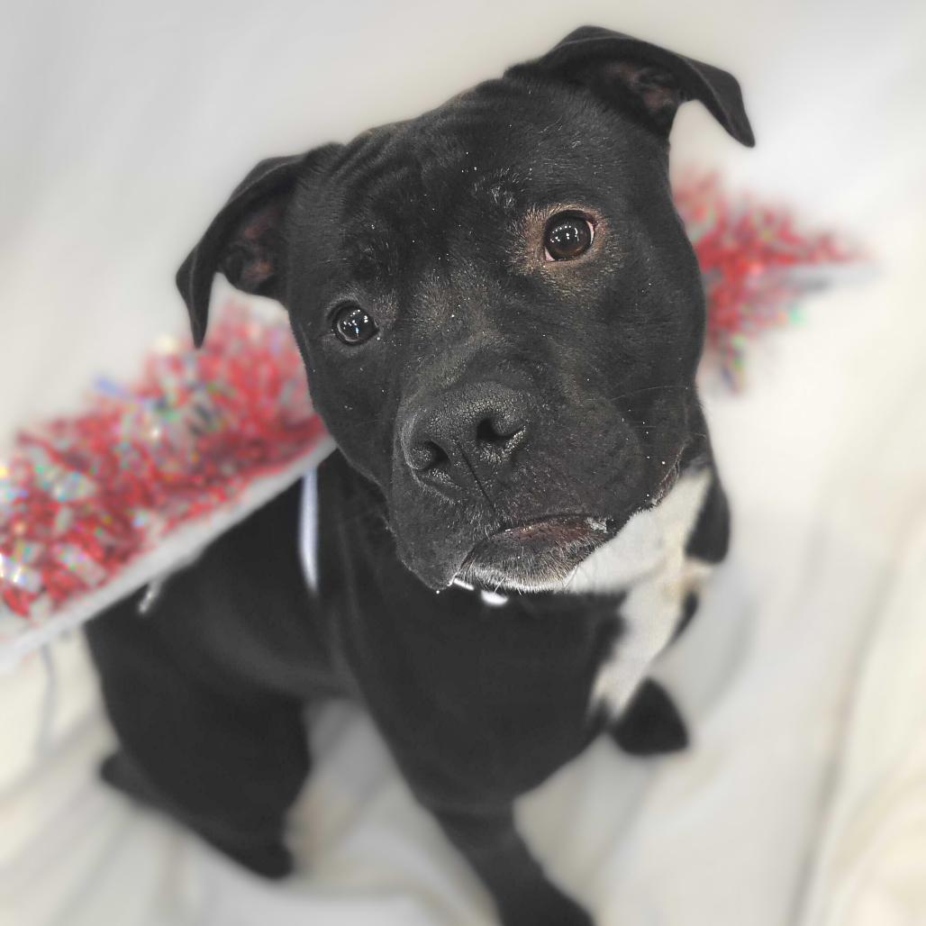 Enlarge Flacco, a Adoptable Terrier in Chattanooga, TN image 5/6