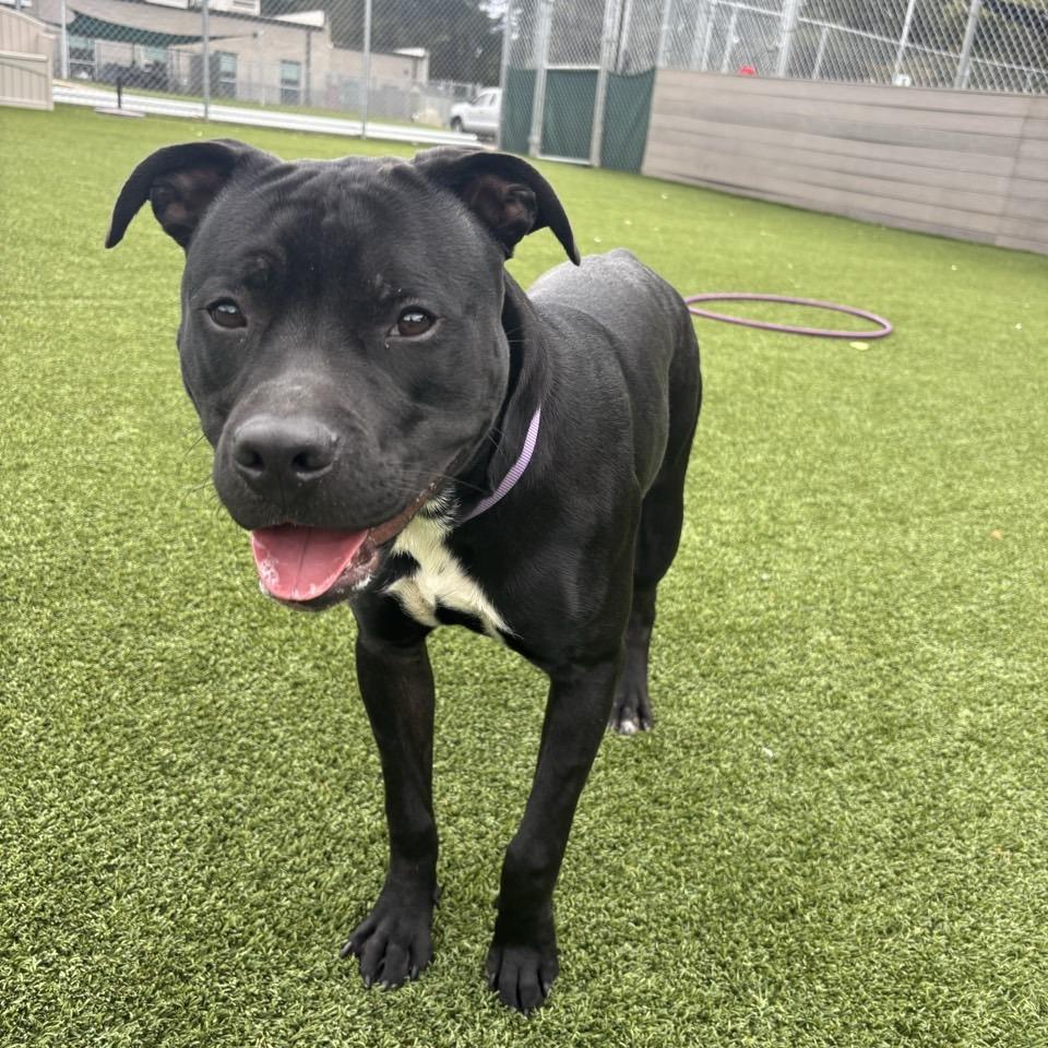 Enlarge Flacco, a Adoptable Terrier in Chattanooga, TN image 4/6