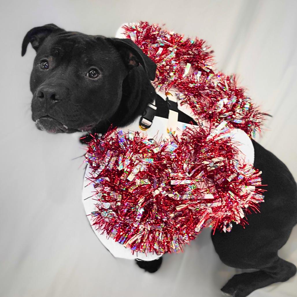 Enlarge Flacco, a Adoptable Terrier in Chattanooga, TN image 6/6