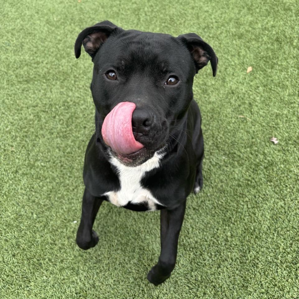 Enlarge Flacco, a Adoptable Terrier in Chattanooga, TN image 6/6