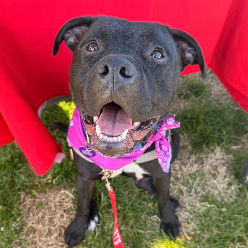Flacco, a Adoptable Terrier in Chattanooga, TN image 6/6