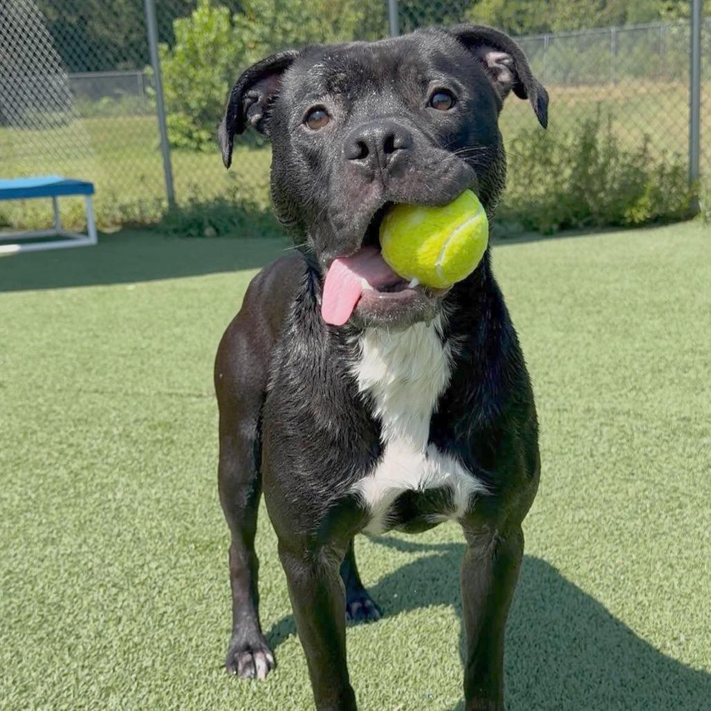 Enlarge Flacco, a Adoptable Terrier in Chattanooga, TN image 5/6