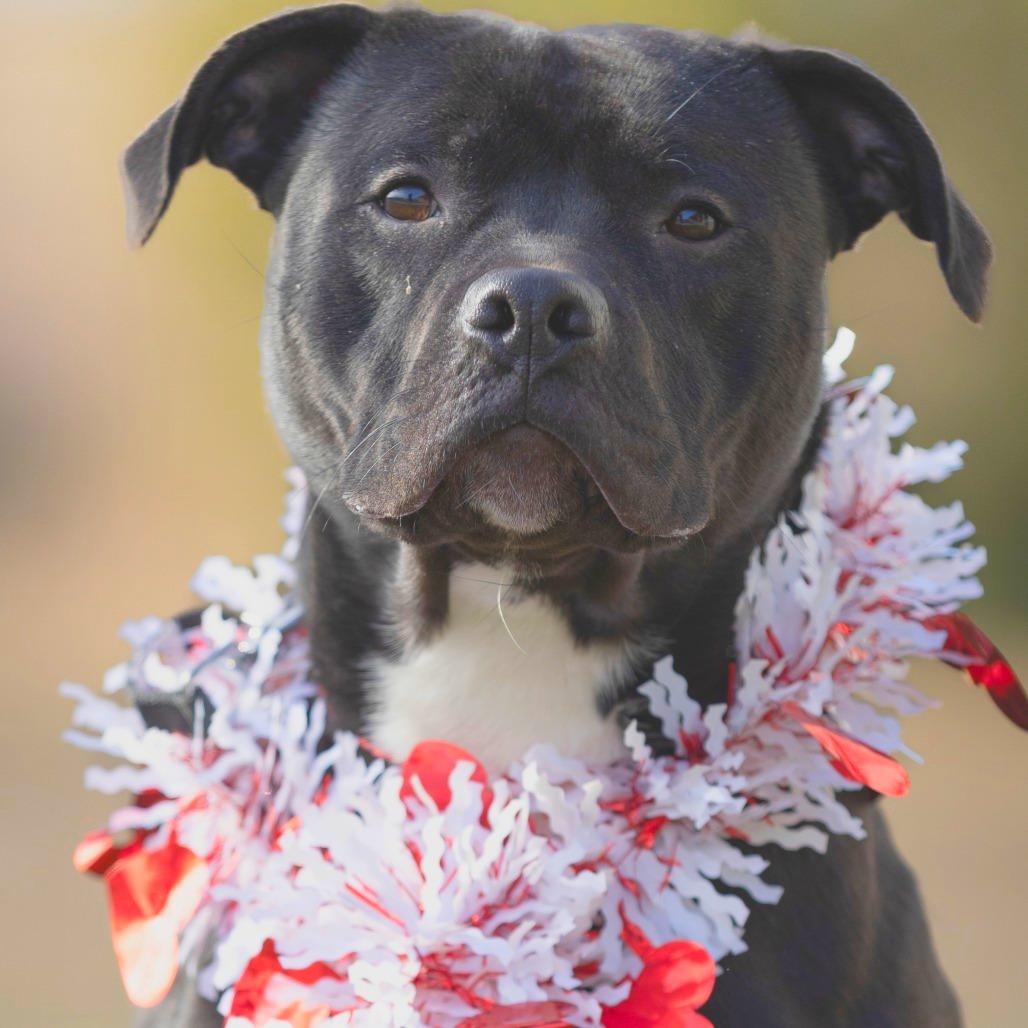 Enlarge Flacco, a Adoptable Terrier in Chattanooga, TN image 6/6