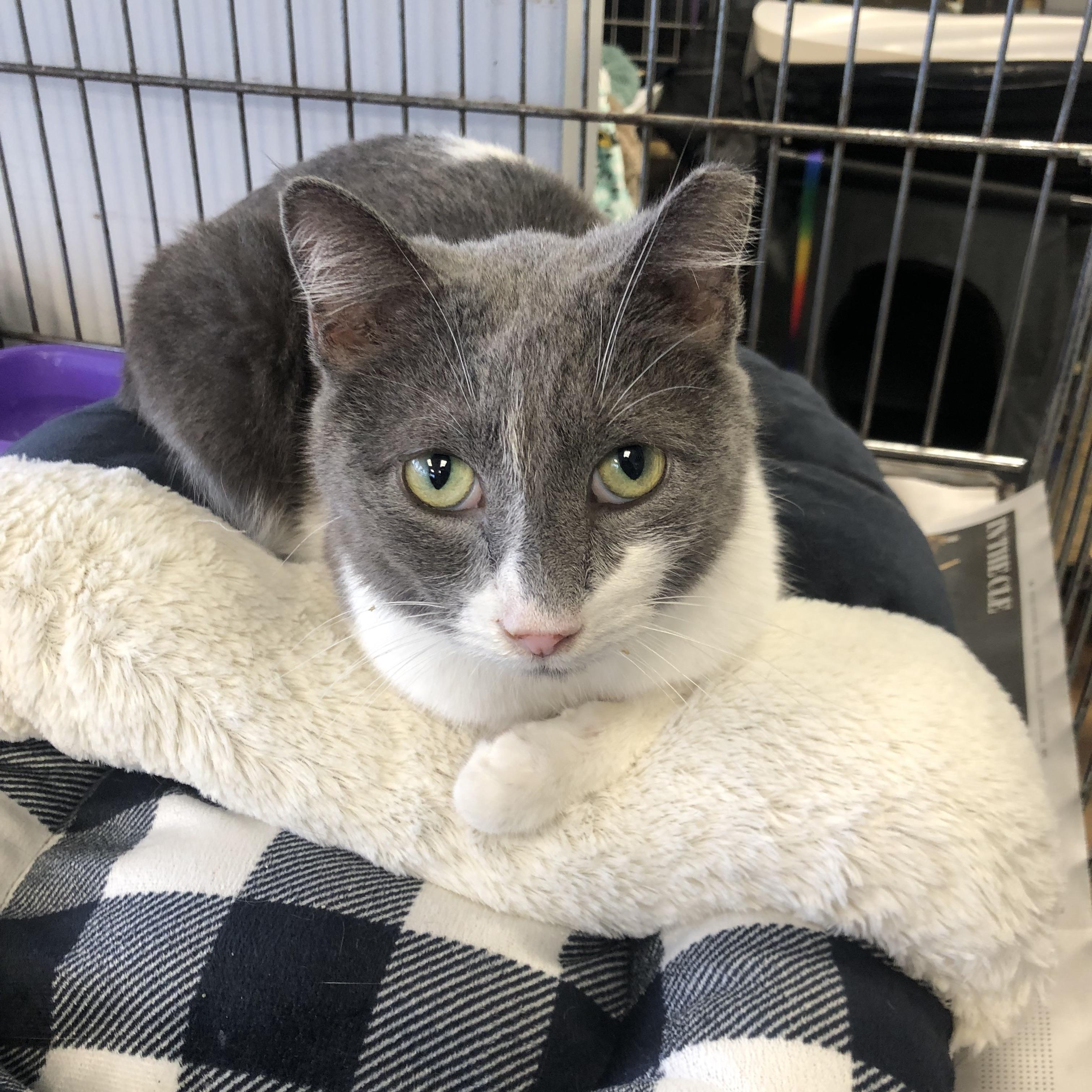 Enlarge Iris, a ADOPTABLE Domestic Short Hair in Parma, OH image 1/1