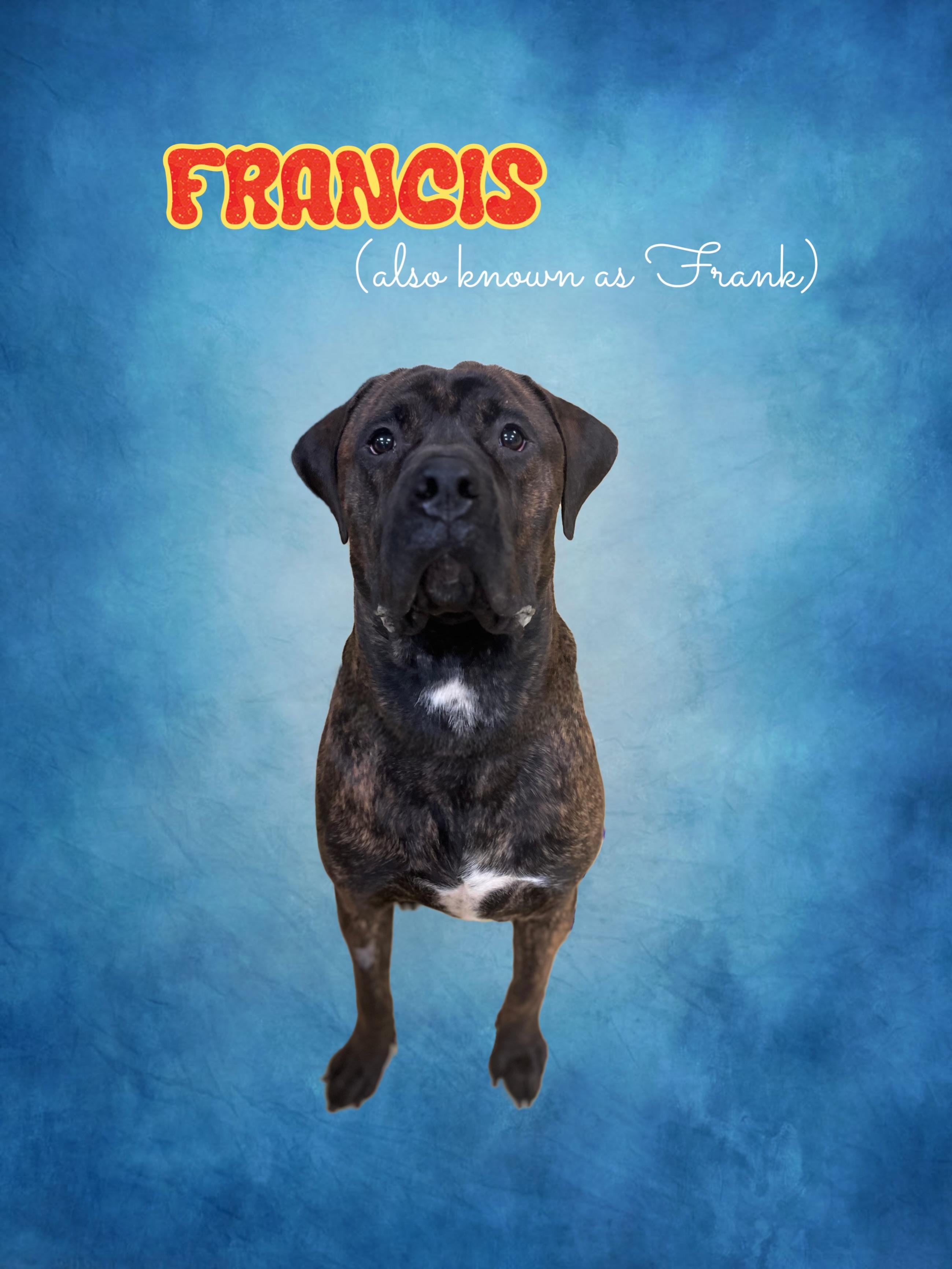 Enlarge Francis, an adopted Mastiff in New Castle, IN image 1/1