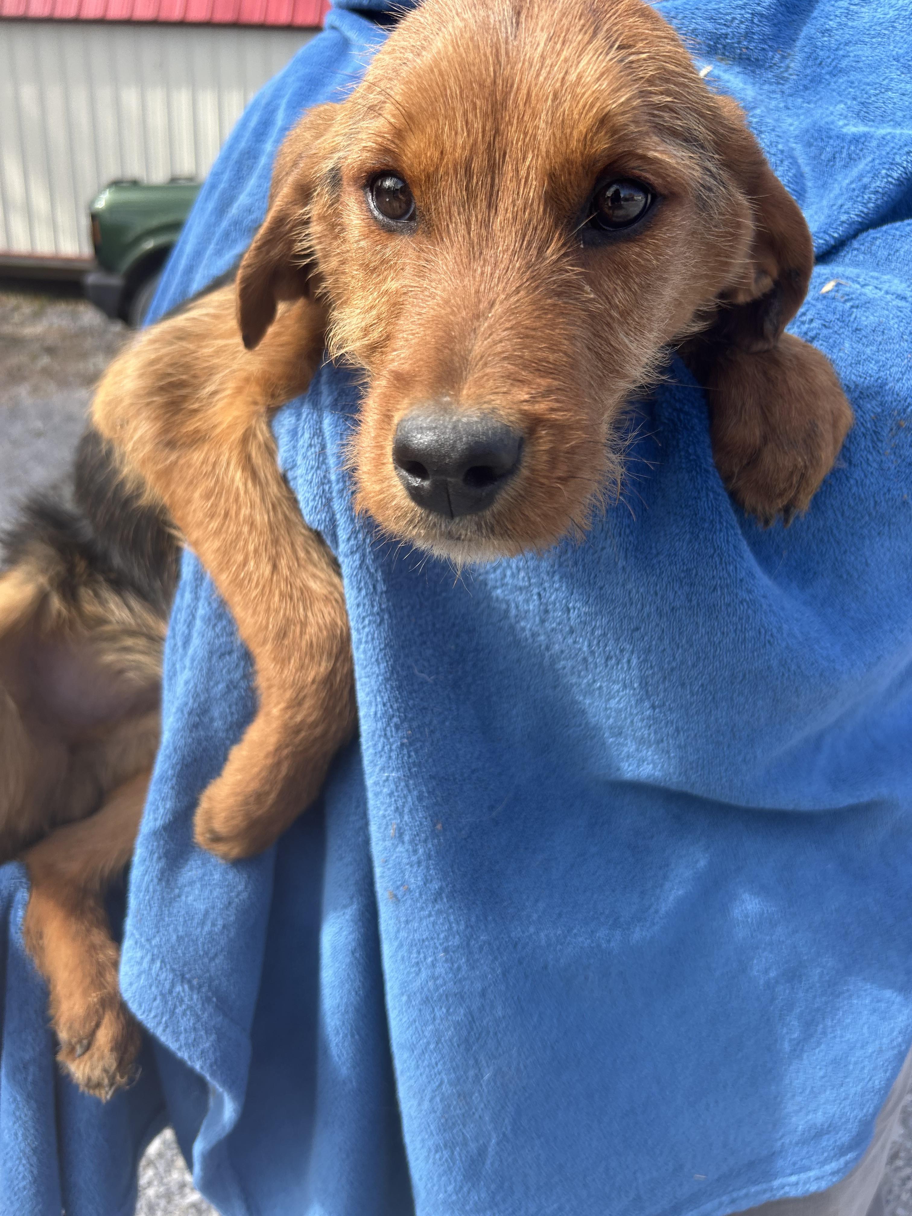 Falcon Oiseau — thumbnail 2