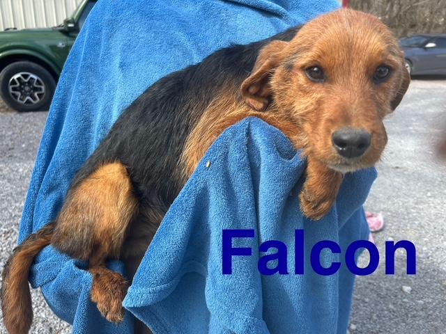 Falcon Oiseau — thumbnail 3