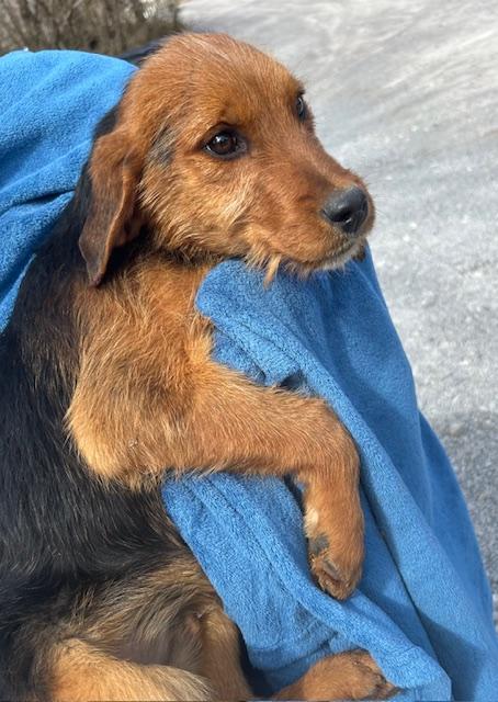 Falcon Oiseau — thumbnail 5