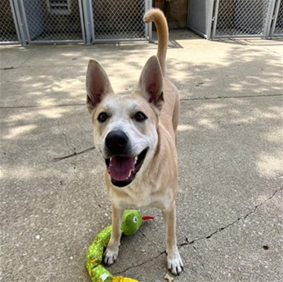 Enlarge UMBRIDGE, a Adoptable mixed breed in Aurora, IL image 1/1
