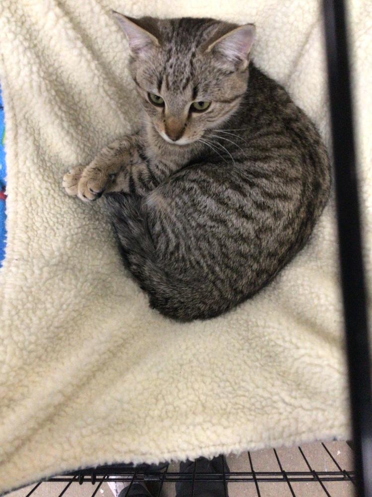 Pumpkin Pie, Adoptable, Young Male Domestic Short Hair.