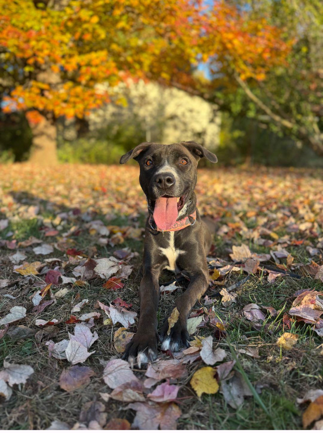 Misti, Adoptable, Adult Female Labrador Retriever & Mixed Breed.