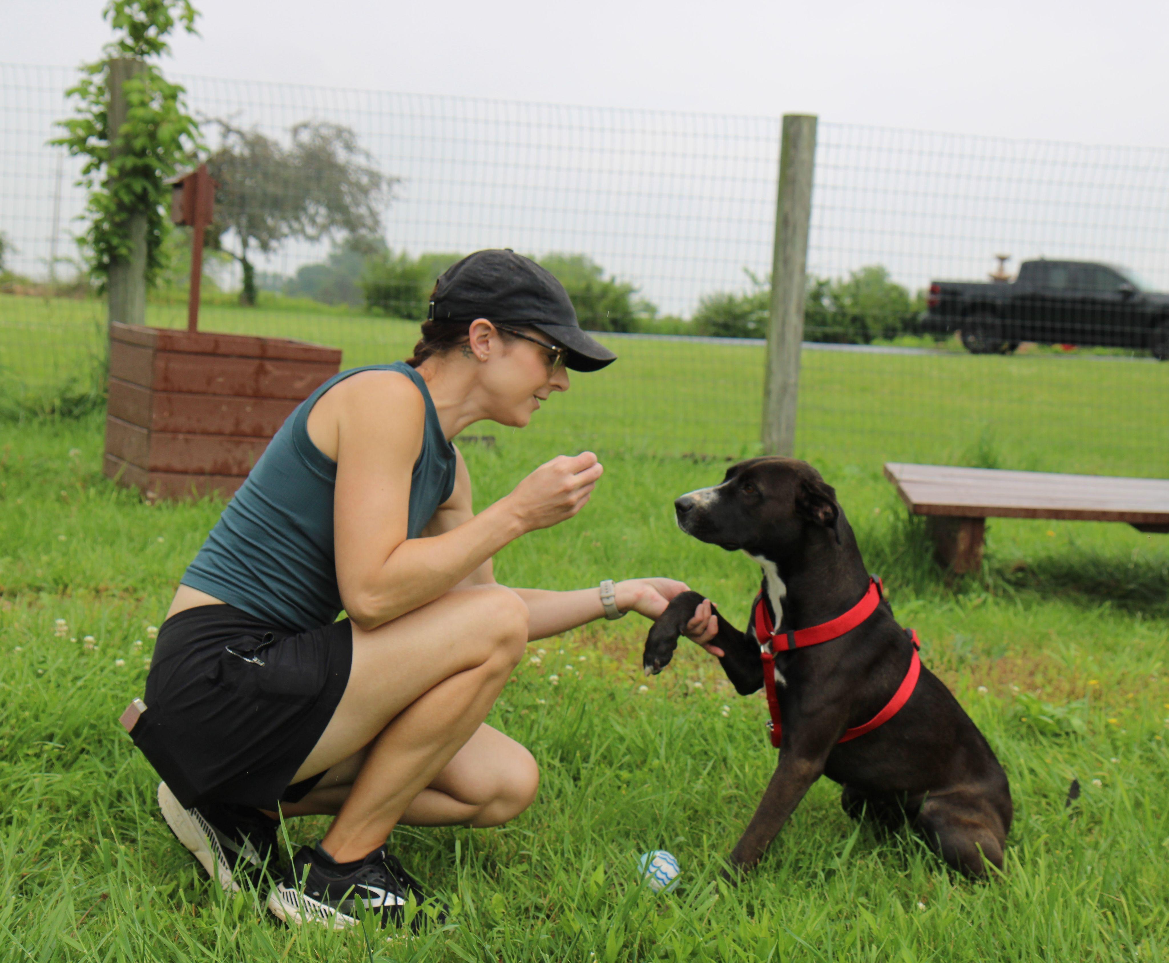 Misti, Adoptable, Adult Female Labrador Retriever & Mixed Breed.
