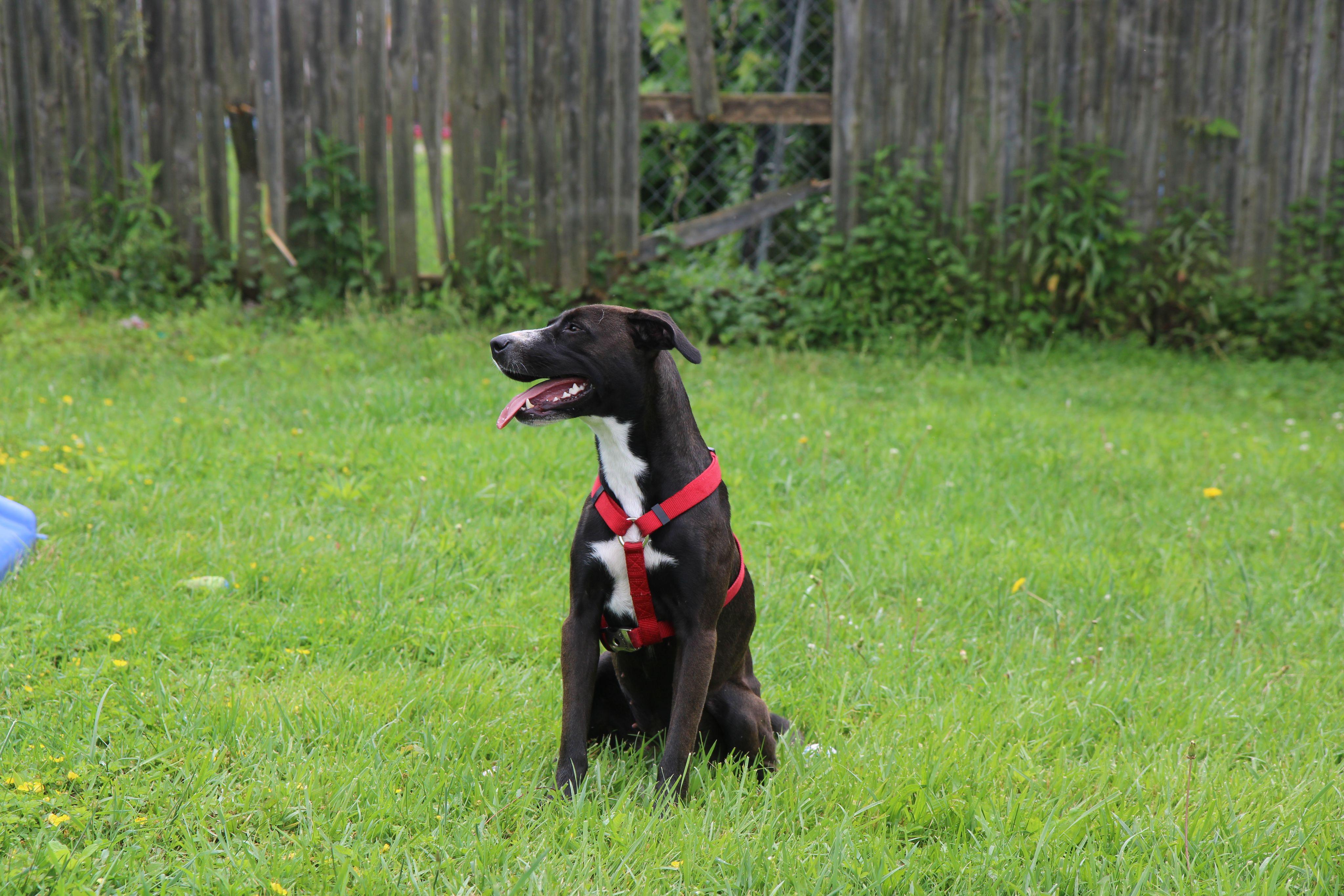 Misti, a Adoptable mixed breed in Plain City, OH image 2/6