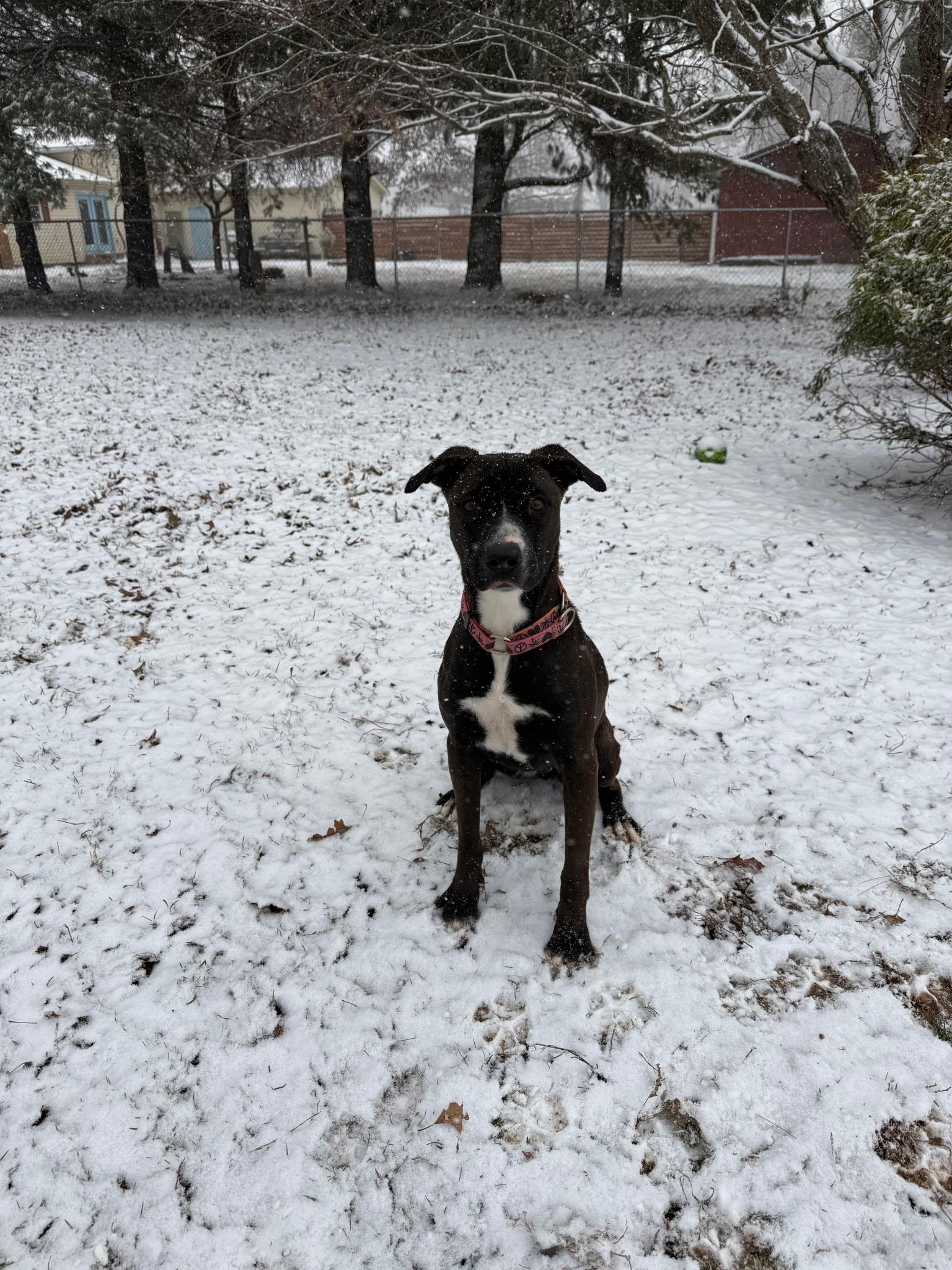 Enlarge Misti, a Adoptable mixed breed in Plain City, OH image 2/6