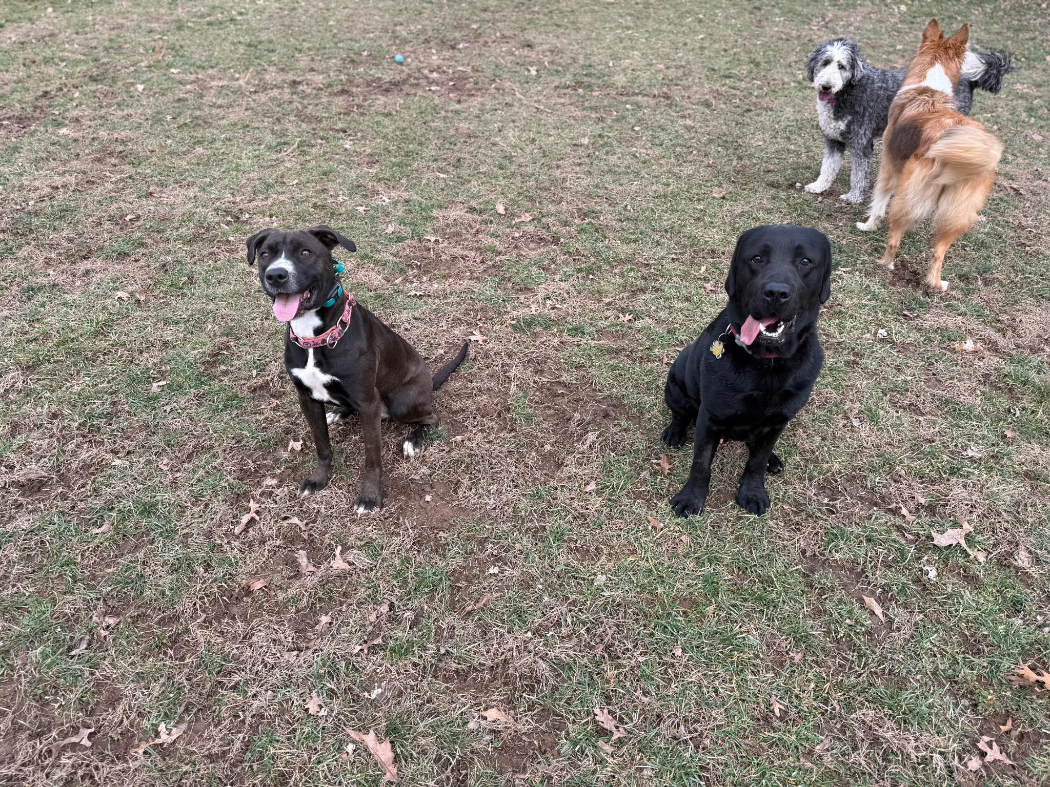 Enlarge Misti, a Adoptable mixed breed in Plain City, OH image 3/6