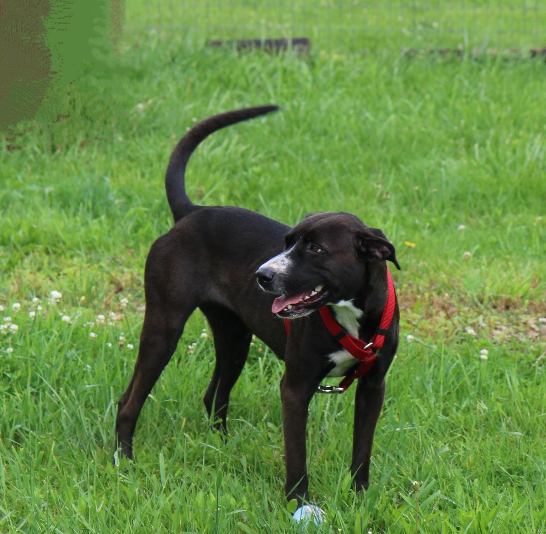 Enlarge Misti, a Adoptable mixed breed in Plain City, OH image 4/6