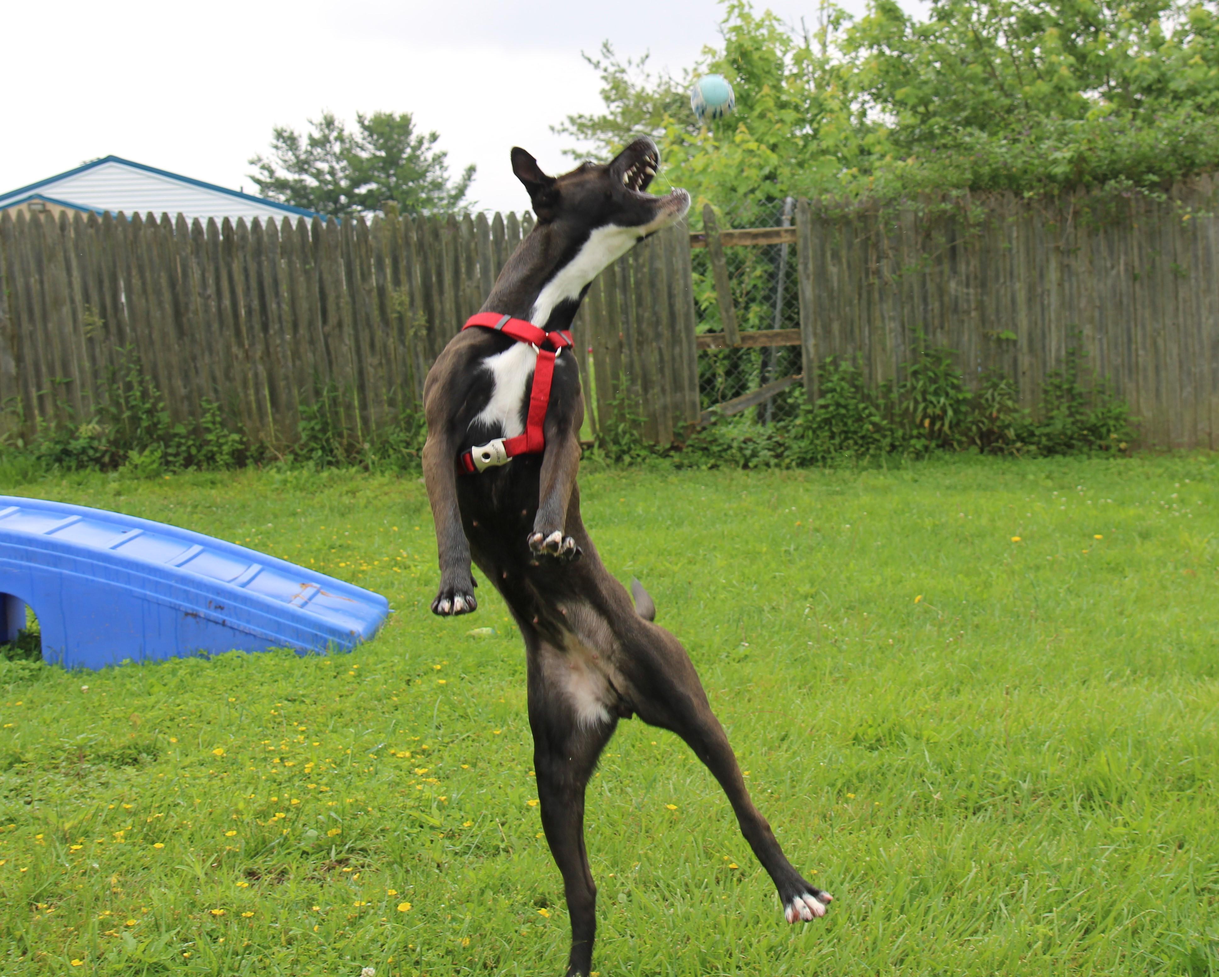 Enlarge Misti, a Adoptable mixed breed in Plain City, OH image 5/6