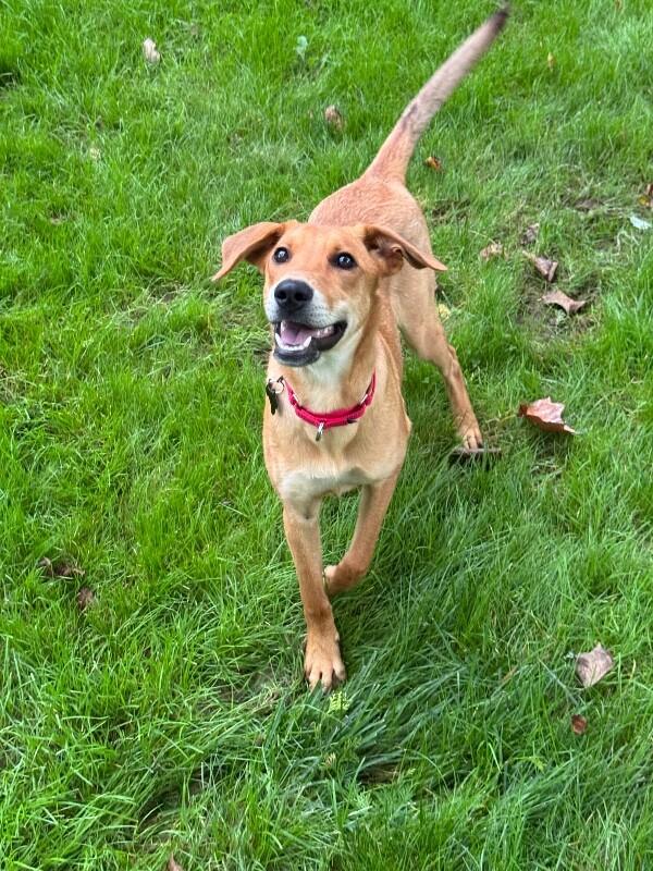 Enlarge Adele, a Adoptable mixed breed in Berkeley Heights, NJ image 1/6