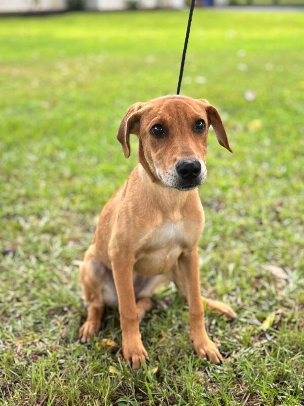 Enlarge Adele, a Adoptable mixed breed in Berkeley Heights, NJ image 2/6