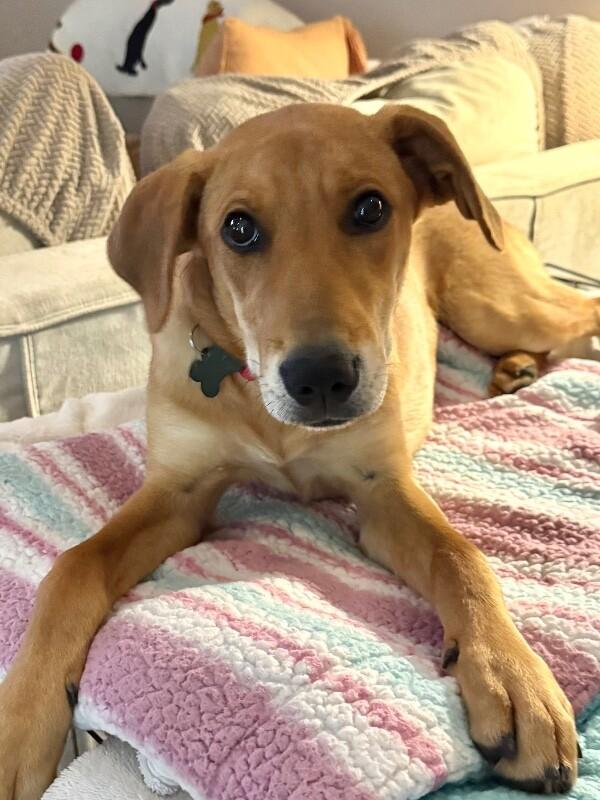 Enlarge Adele, a Adoptable mixed breed in Berkeley Heights, NJ image 3/6