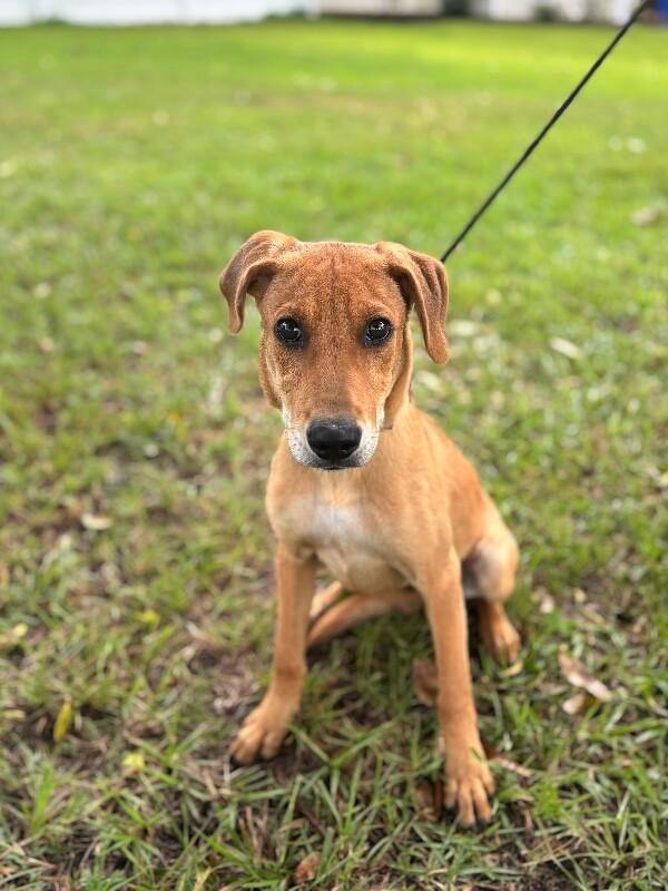 Enlarge Adele, a Adoptable mixed breed in Berkeley Heights, NJ image 4/6
