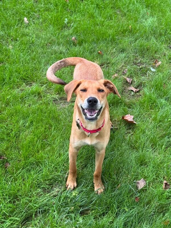 Enlarge Adele, a Adoptable mixed breed in Berkeley Heights, NJ image 5/6
