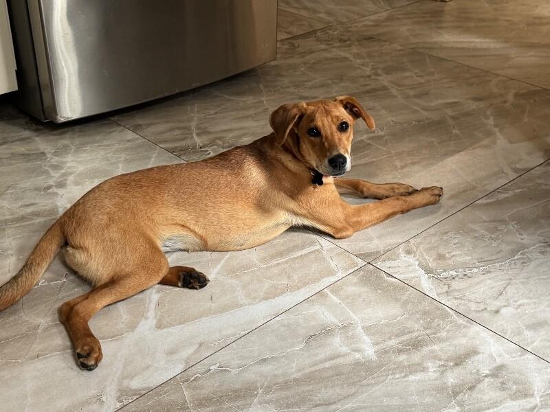 Enlarge Adele, a Adoptable mixed breed in Berkeley Heights, NJ image 6/6