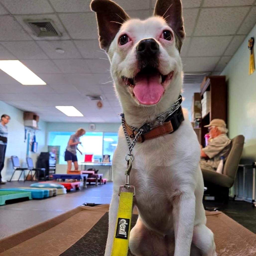 Tilly, Adoptable, Adult Female Mixed Breed.