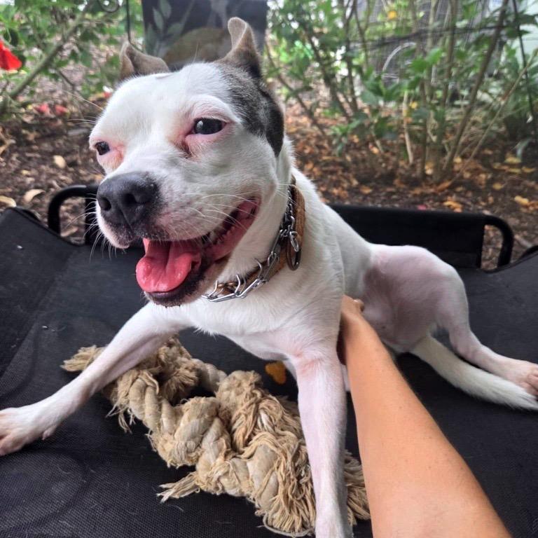 Enlarge Tilly, a Adoptable Mixed Breed in North Port, FL image 2/6