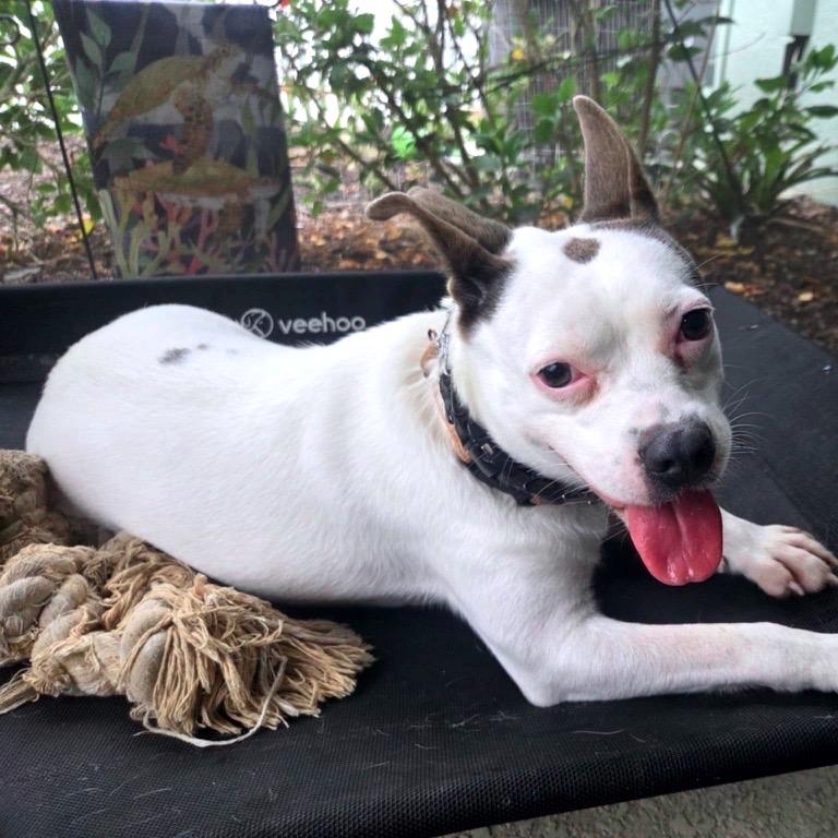Enlarge Tilly, a Adoptable Mixed Breed in North Port, FL image 4/6
