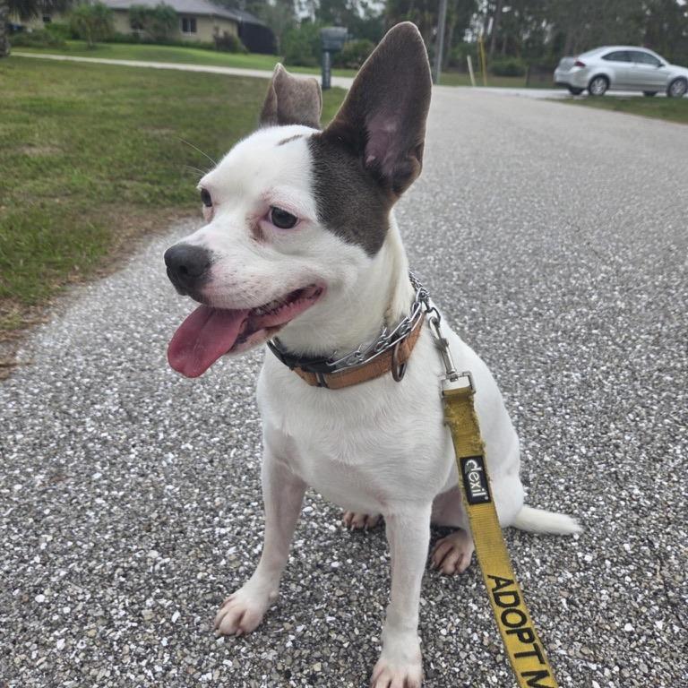 Enlarge Tilly, a Adoptable Mixed Breed in North Port, FL image 5/6