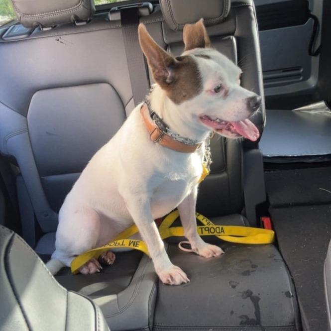 Enlarge Tilly, a Adoptable Mixed Breed in North Port, FL image 6/6