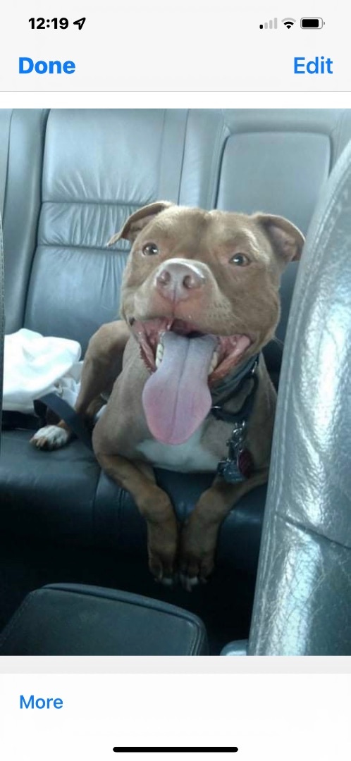 Tebow, a Adoptable mixed breed in Rutherfordton, NC image 1/12