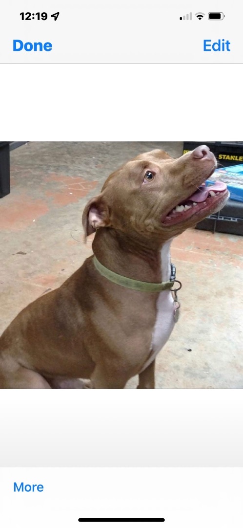 Tebow, a Adoptable mixed breed in Rutherfordton, NC image 2/12