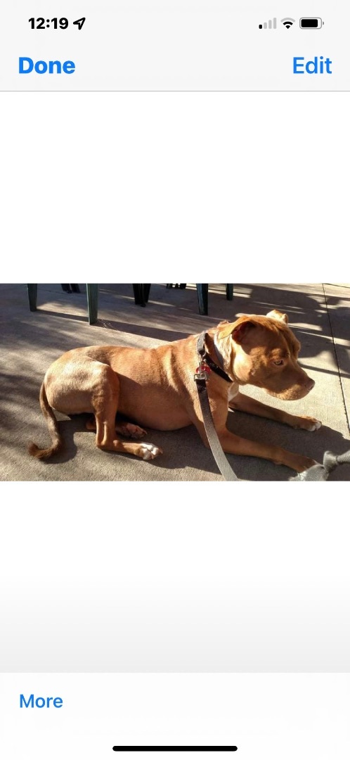 Tebow, a Adoptable mixed breed in Rutherfordton, NC image 3/12