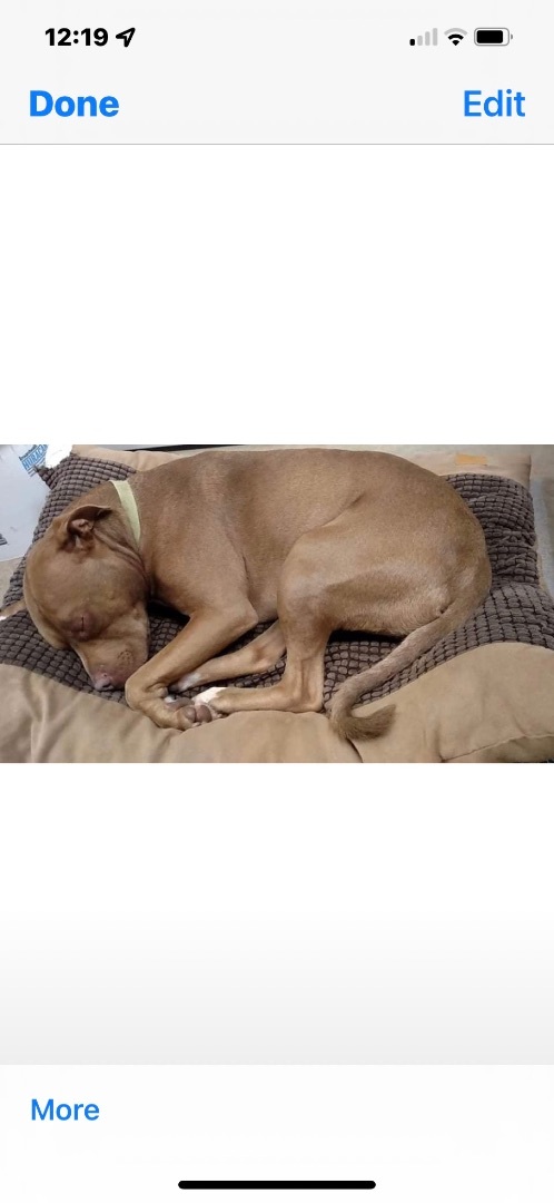 Tebow, a Adoptable mixed breed in Rutherfordton, NC image 4/12