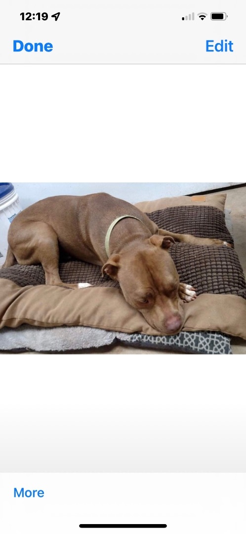 Tebow, a Adoptable mixed breed in Rutherfordton, NC image 5/12