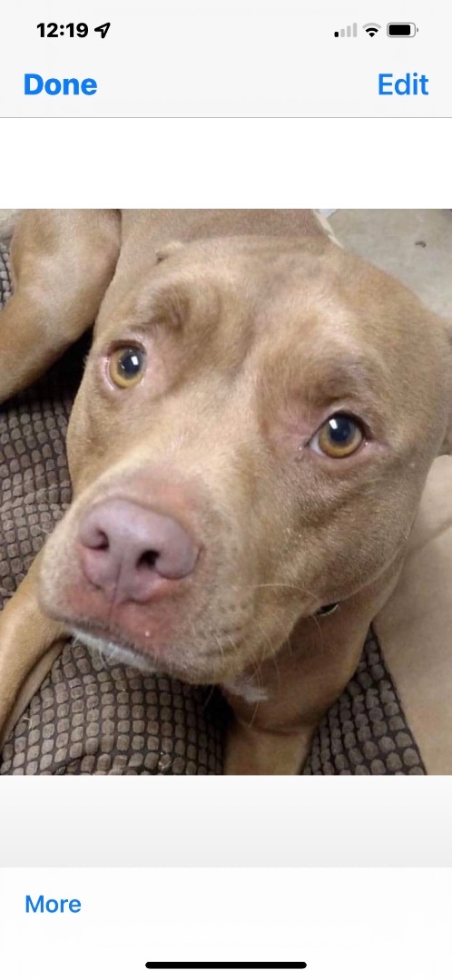 Tebow, a Adoptable mixed breed in Rutherfordton, NC image 6/12