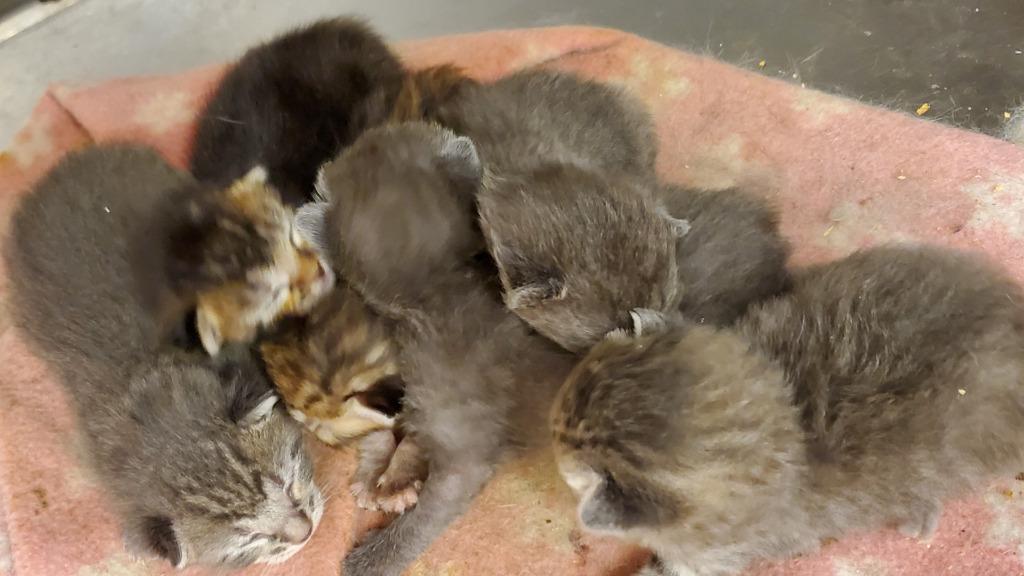 Enlarge LM 1, a Adoptable Domestic Short Hair in Havre, MT image 1/1